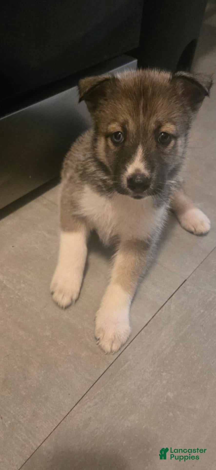 Mixed Breed dogs Mixed Breed 3 - Ad 27