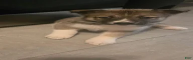 Mixed Breed 3