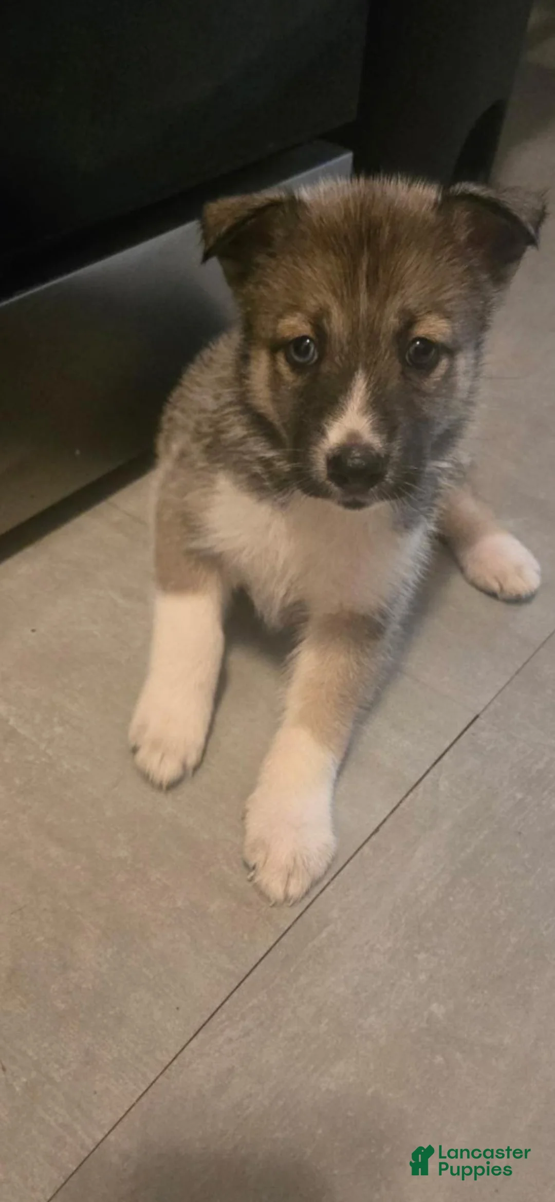 Mixed Breed dogs for sale: Mixed Breed 3 - Ad 1