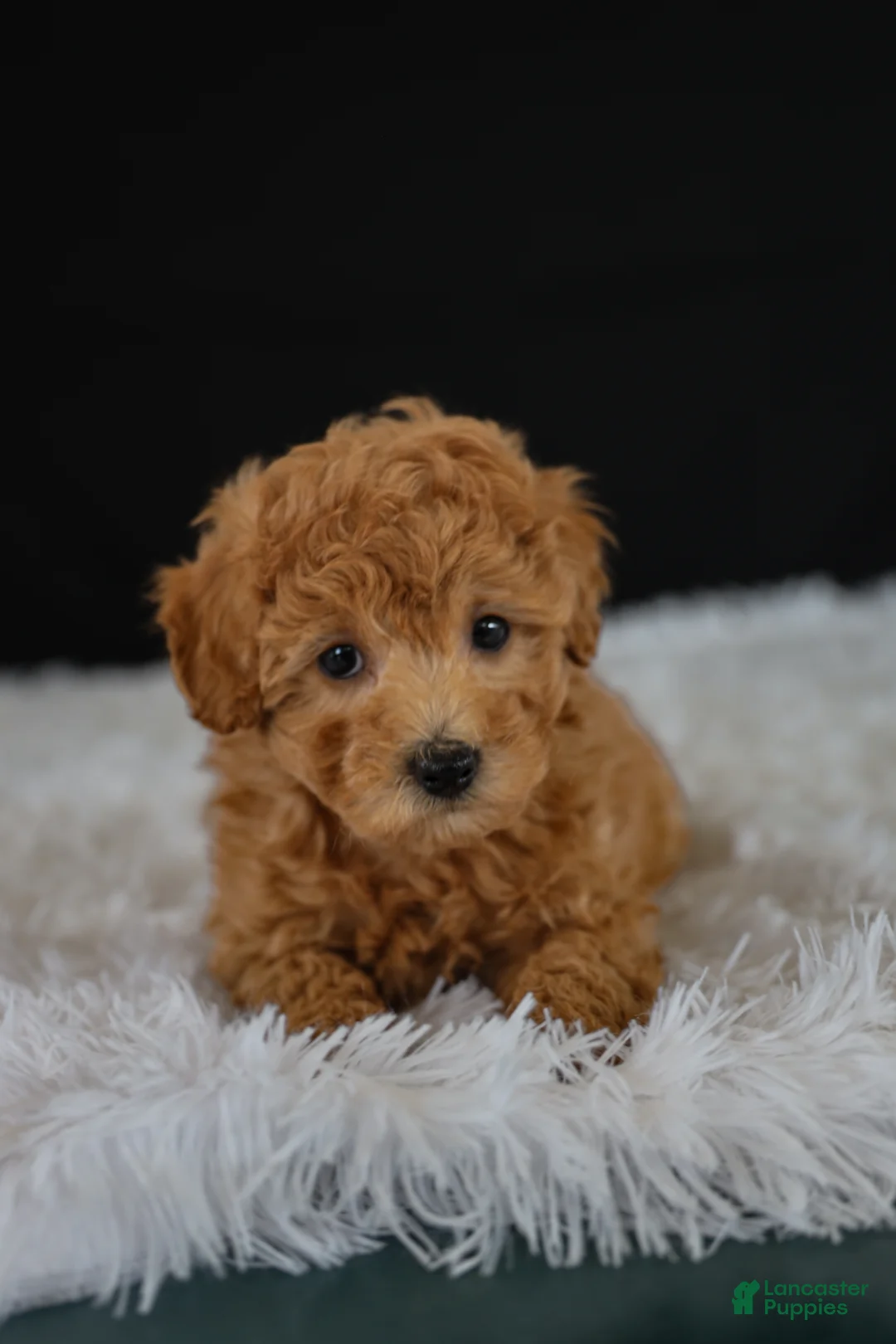 Toy Poodle dogs for sale: Cocoa - Ad 1