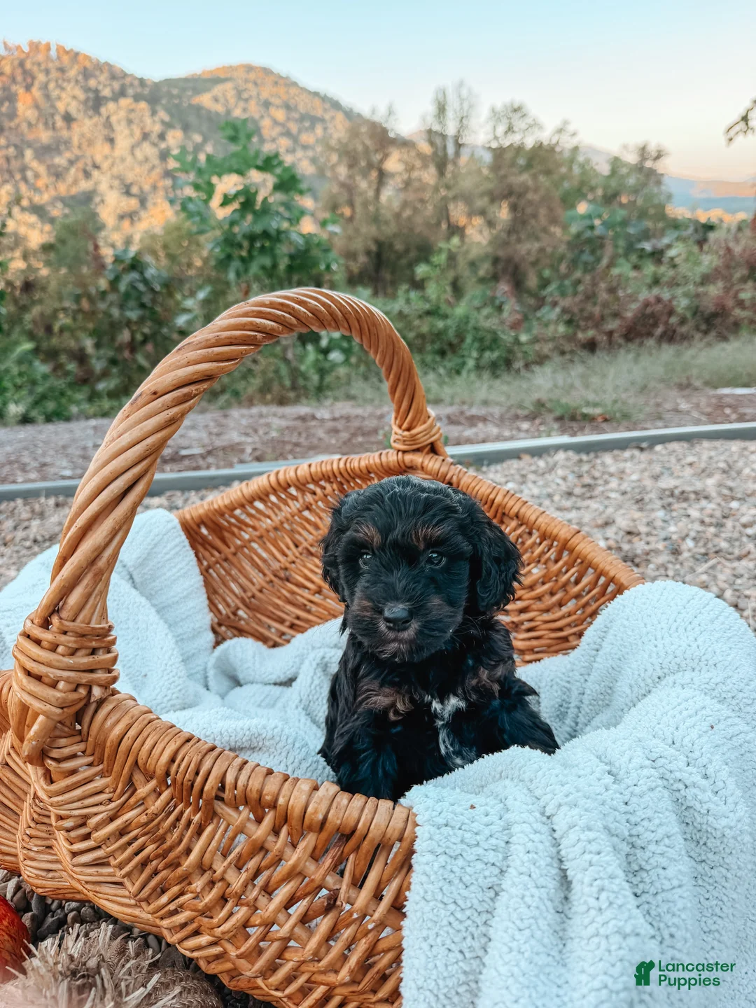 Aussiedoodle dogs for sale: Hank - Ad 1