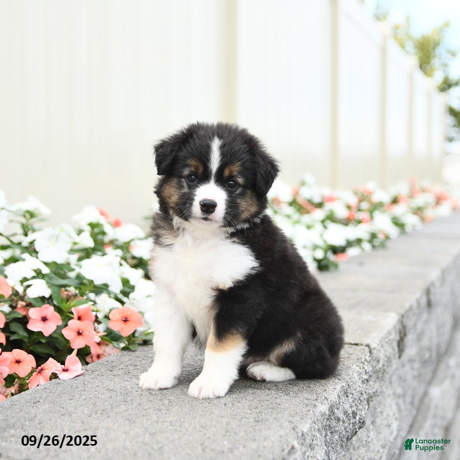 American Shepherd Puppy Black And White Sheepdog Puppy Miniature