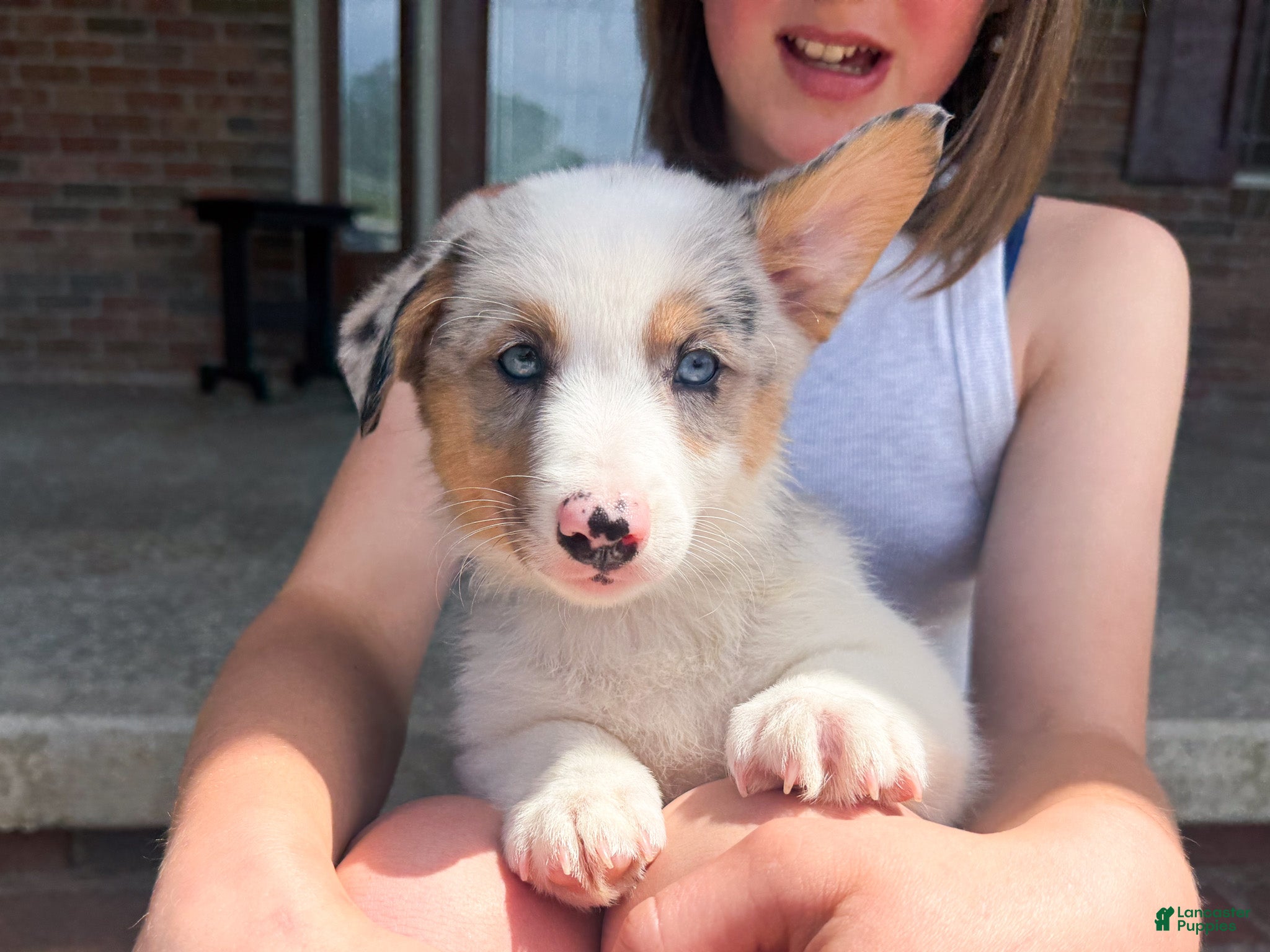 Mixed Breed dogs Blue - Ad 1
