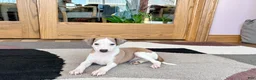 Italian Greyhound dogs for sale: Donnie  - Ad 1