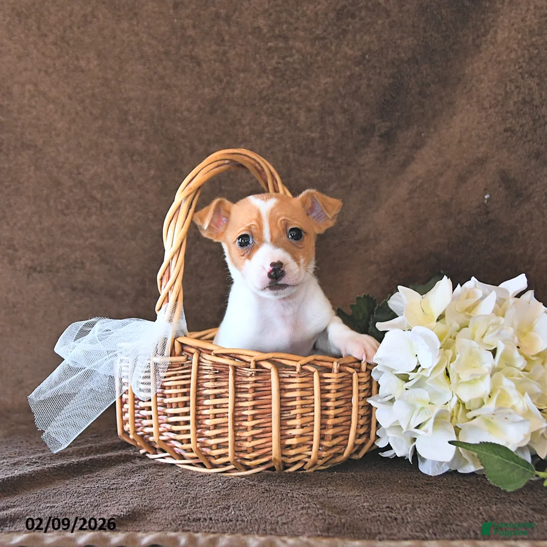 Jack Russell Terrier dogs for sale: Milo - Ad 3