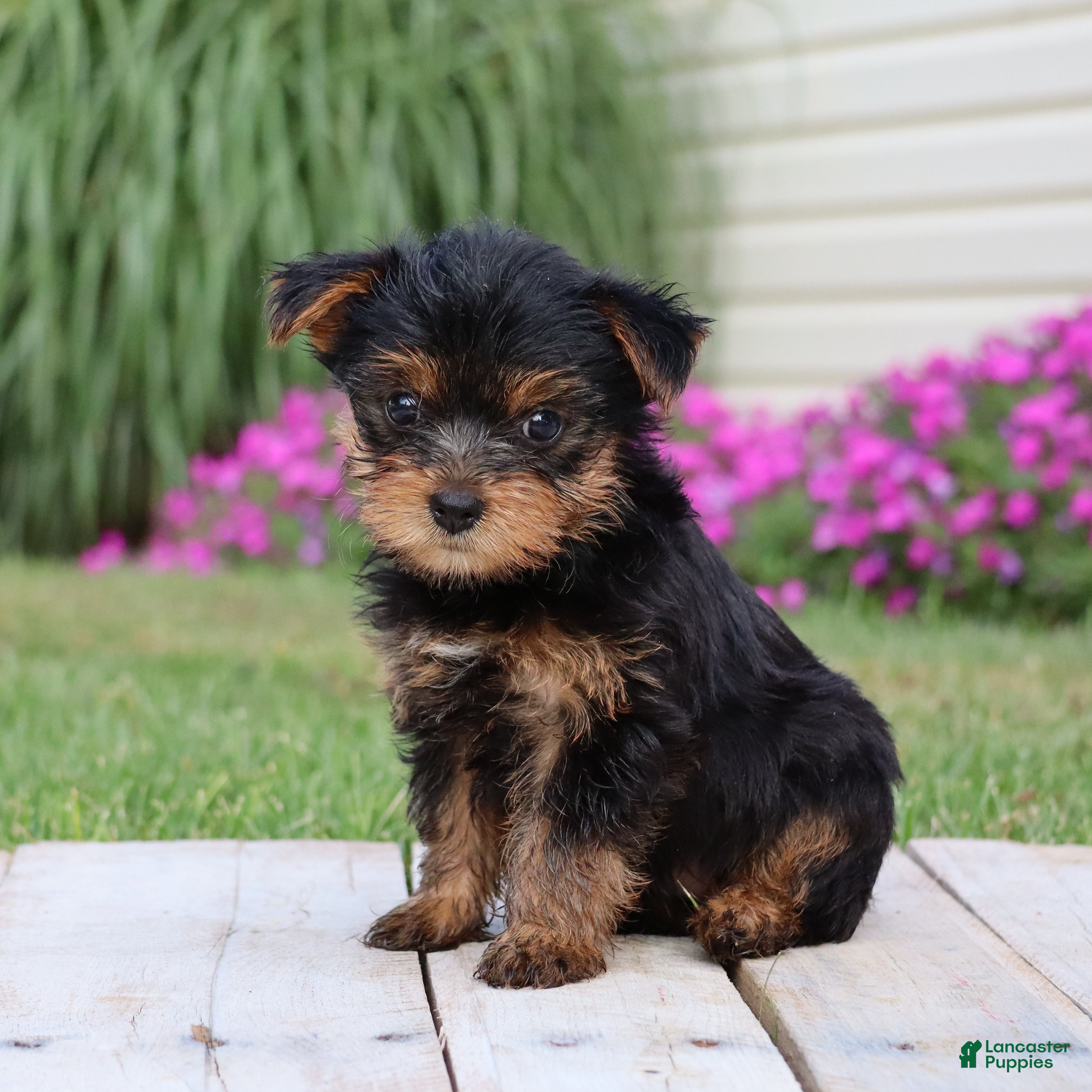Yorkshire Terrier dogs Java - Ad 2