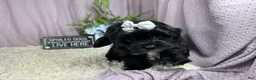 Shihpoo dogs for sale: Shihpoo 3 - Ad 3