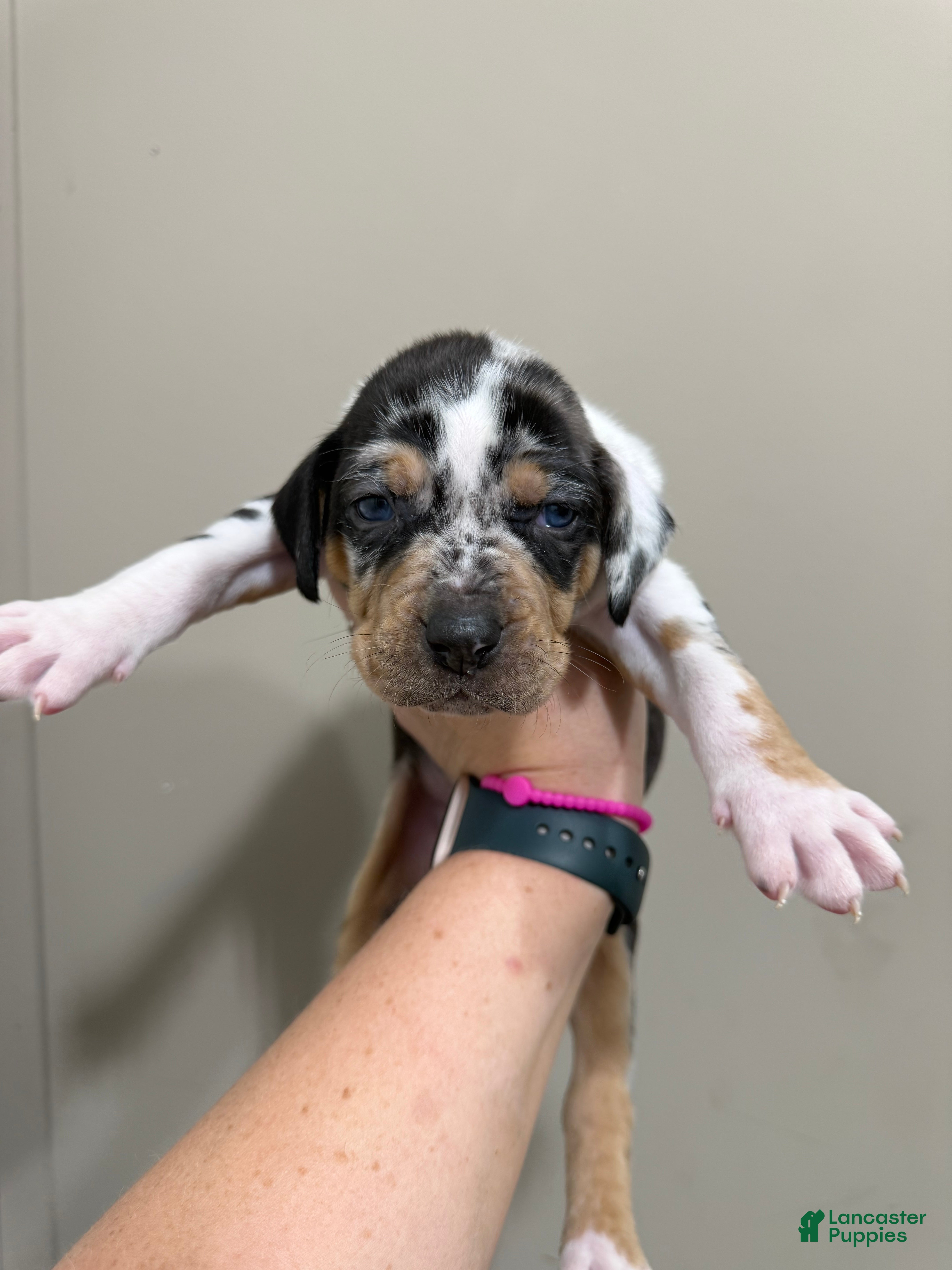 Catahoula Leopard Dog dogs Blue Male #1 - Ad 1