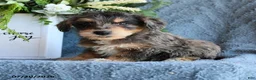 Schnoodle dogs for sale: Puddles - Ad 1
