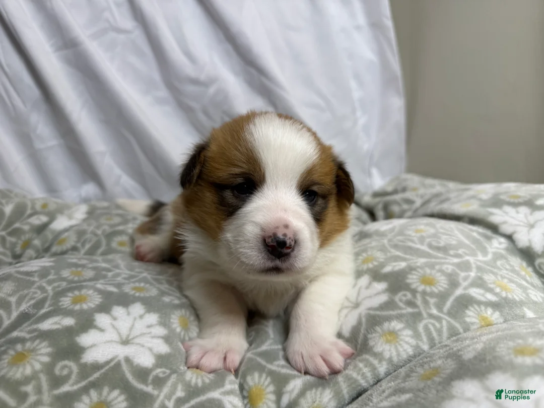 Welsh Corgi Pembroke dogs for sale: Good Friday 3M - Ad 2