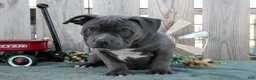 American Bully dogs for sale: Bella - Ad 3
