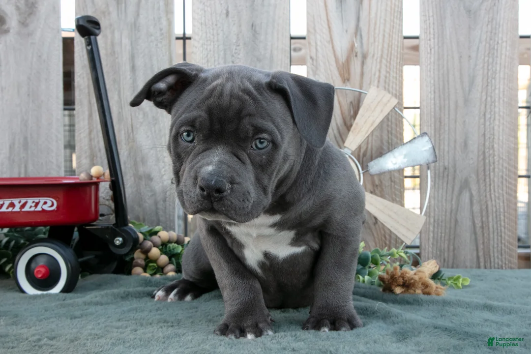 American Bully dogs for sale: Bella - Ad 3