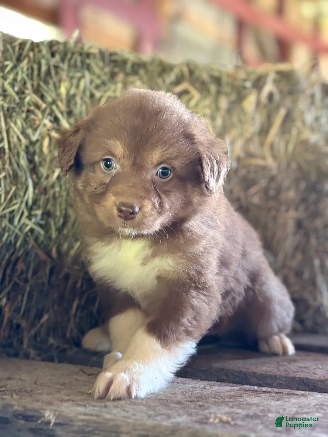Australian Shepherd dogs for sale: Lynne - Ad 1