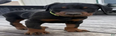 Doberman Pinscher Puppy 1
