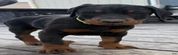 Doberman Pinscher dogs for sale: Doberman Pinscher Puppy 1 - Ad 1