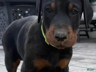 Doberman Pinscher dogs Doberman Pinscher Puppy 1 - Ad 8
