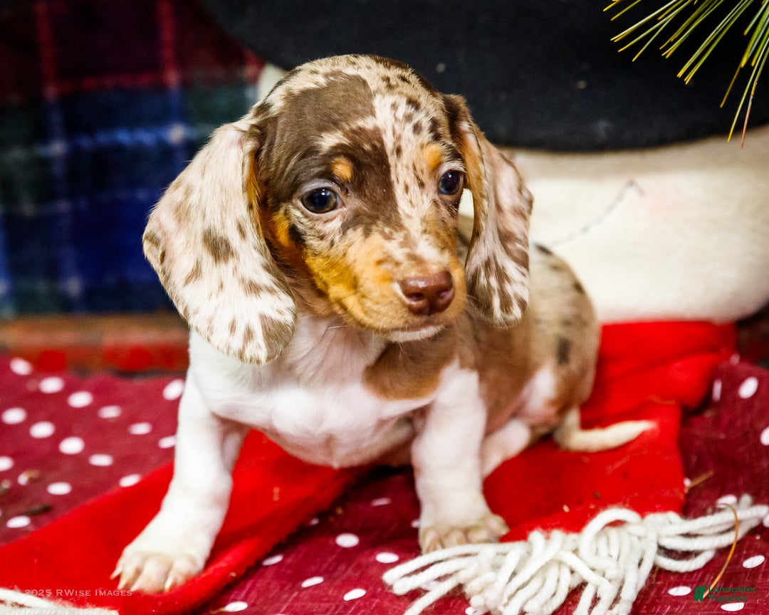 Miniature Dachshund dogs for sale: Ralph - Ad 1