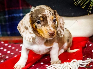 Miniature Dachshund dogs Ralph - Ad 23