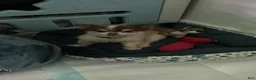 Chihuahua dogs for sale: Chihuahua 1 - Ad 7