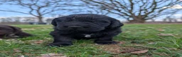 Newfoundland dogs for sale: Halo - Ad 14