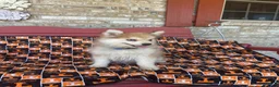 Pomsky dogs for sale: Rocky - Ad 2