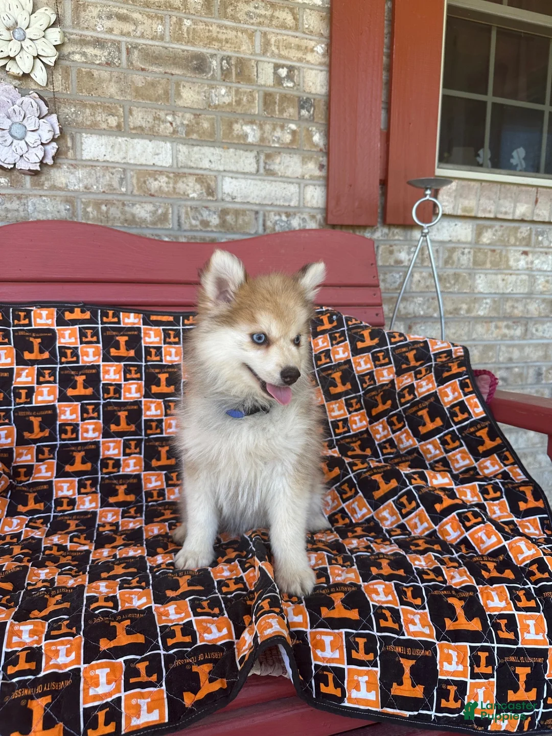 Pomsky dogs for sale: Rocky - Ad 2