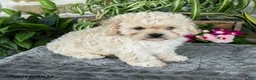Cavapoo dogs for sale: Tanner - Ad 3