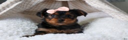 Yorkshire Terrier dogs for sale: COCO - Ad 4