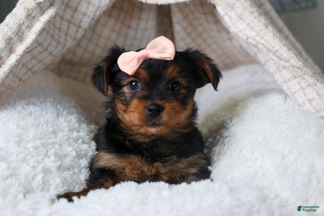 Yorkshire Terrier dogs for sale: COCO - Ad 4