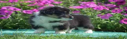 Welsh Corgi Pembroke dogs for sale: Jacey - Ad 4