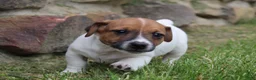 Jack Russell Terrier dogs for sale: Riley - Ad 5