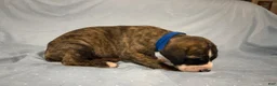 Great Dane dogs for sale: Draco - Ad 4