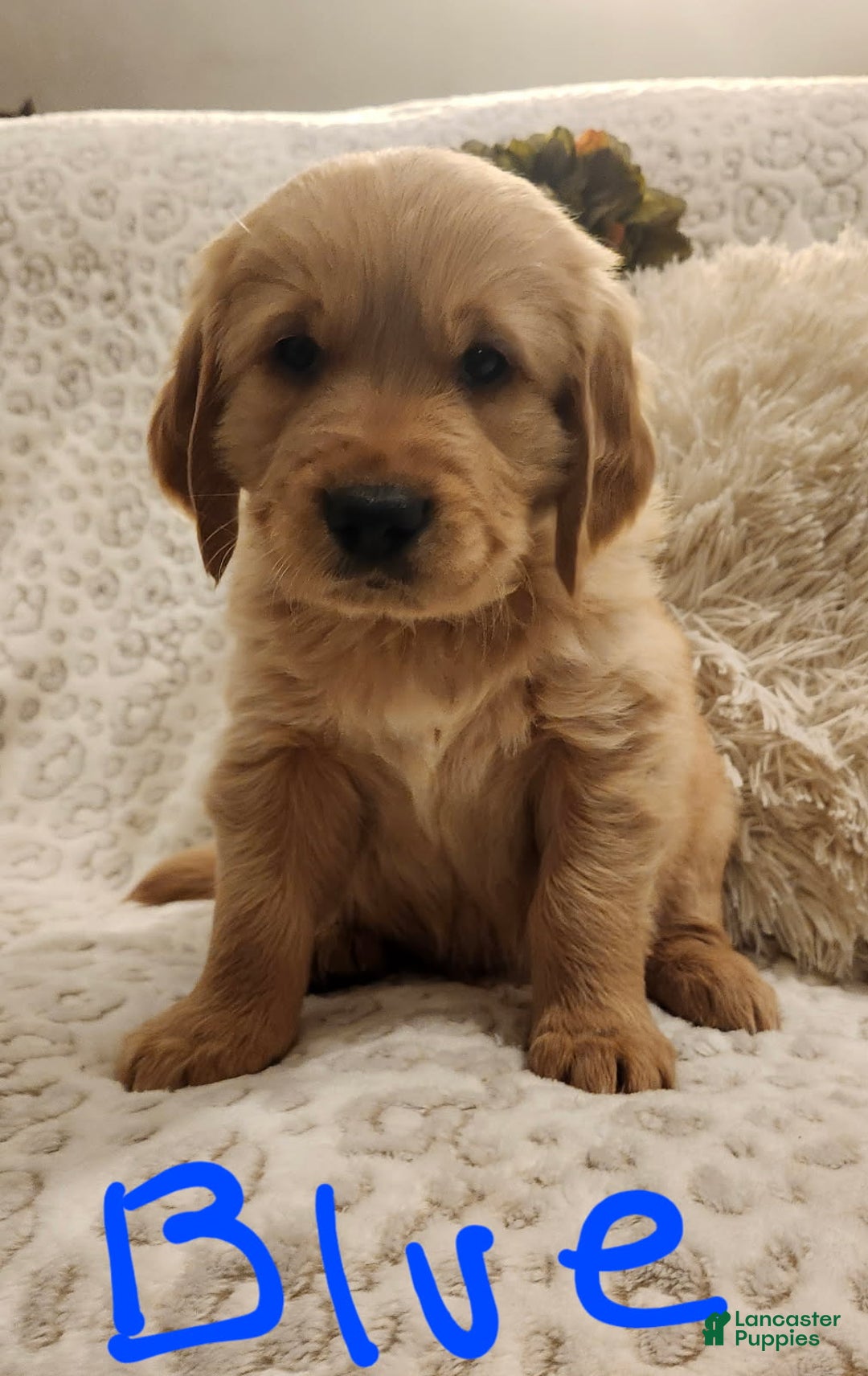 Golden Retriever dogs for sale: Golden Retriever Puppy Blue - Ad 1