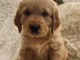 Golden Retriever dogs Golden Retriever Puppy Blue - Ad 15