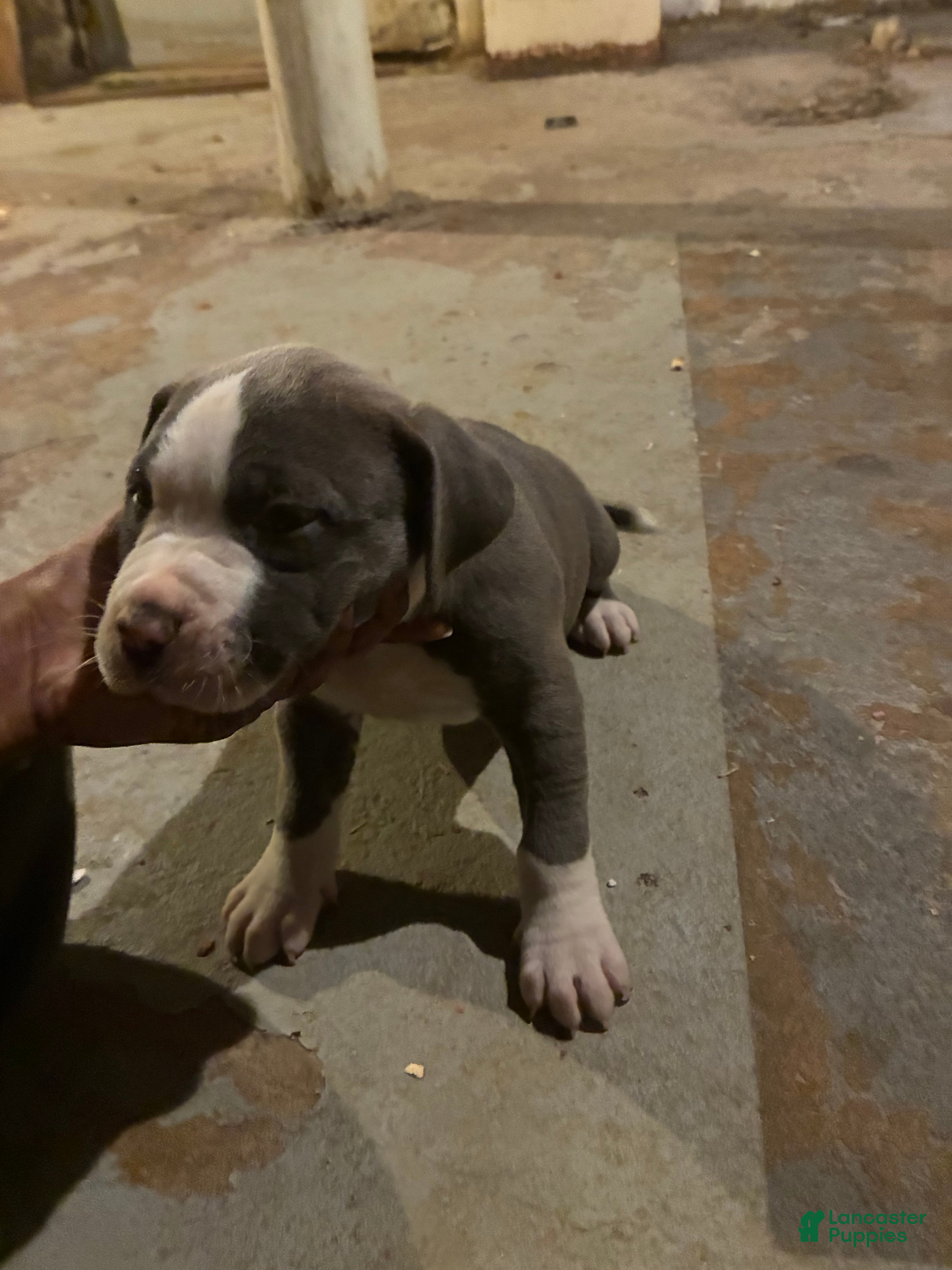 American Pit Bull Terrier dogs Merlin - Ad 23