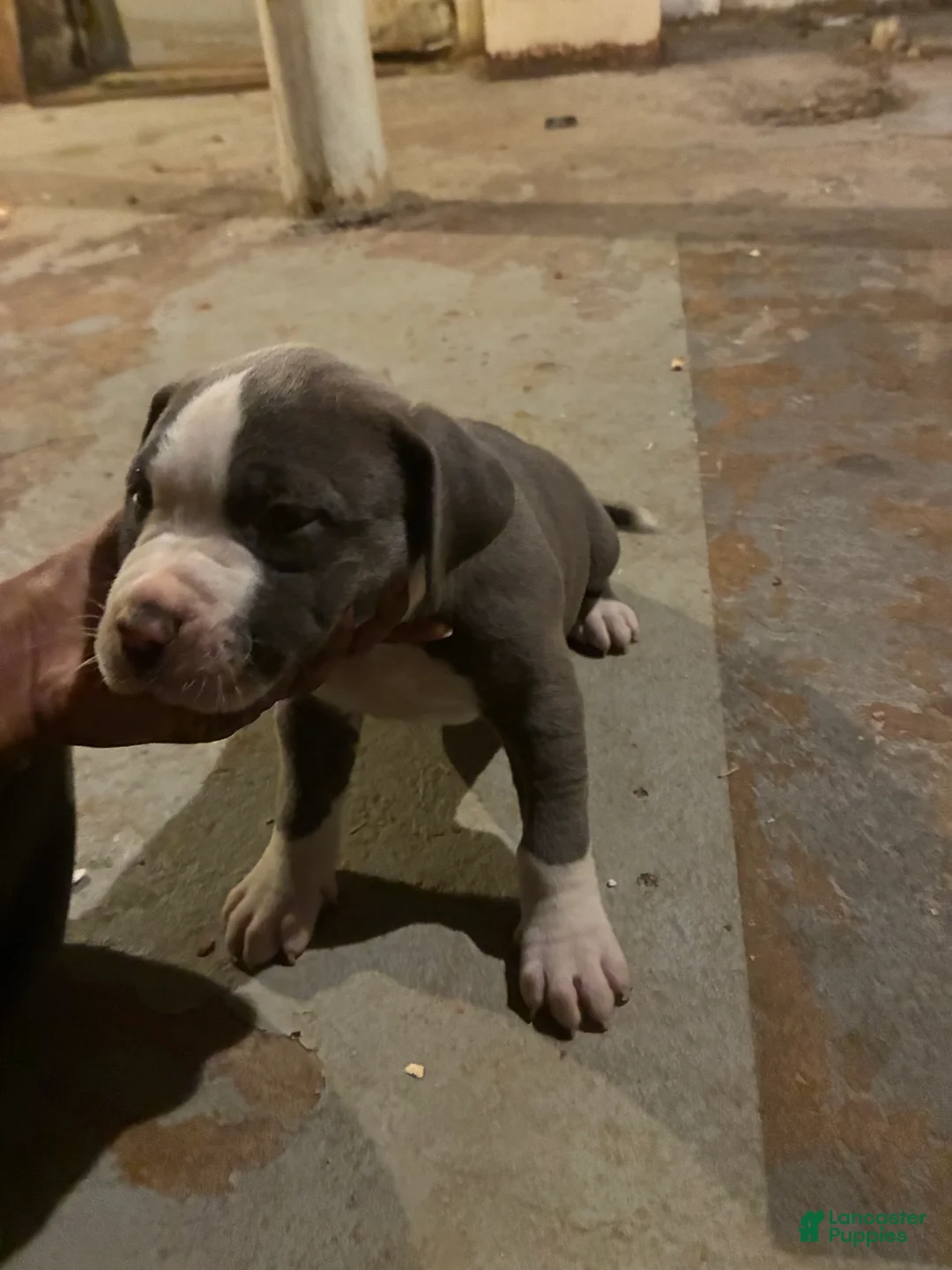 American Pit Bull Terrier dogs for sale: Merlin - Ad 1