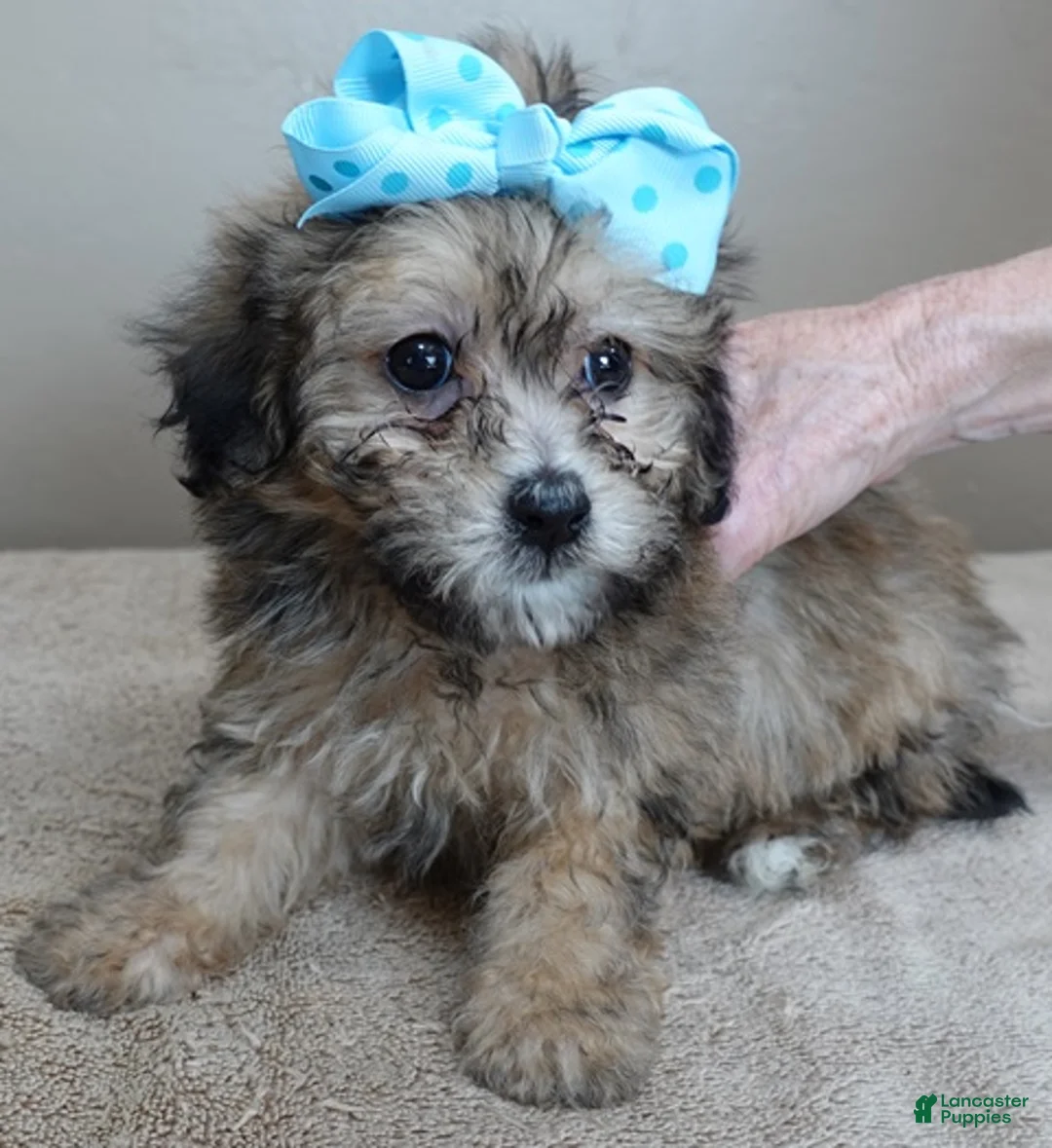 Maltipoo dogs for sale: Male Sale #6 - Ad 6