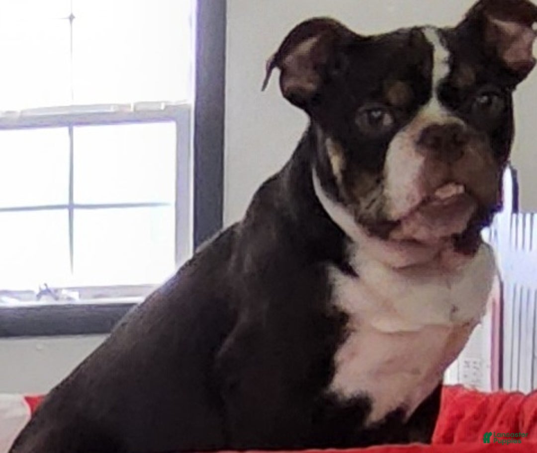 English Bulldog dogs for sale: Kathy - Ad 2