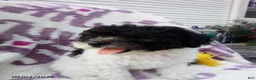Miniature Poodle dogs for sale: Rover - Ad 3
