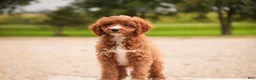 Cavapoo dogs for sale: Avery Cavapoo  - Ad 11