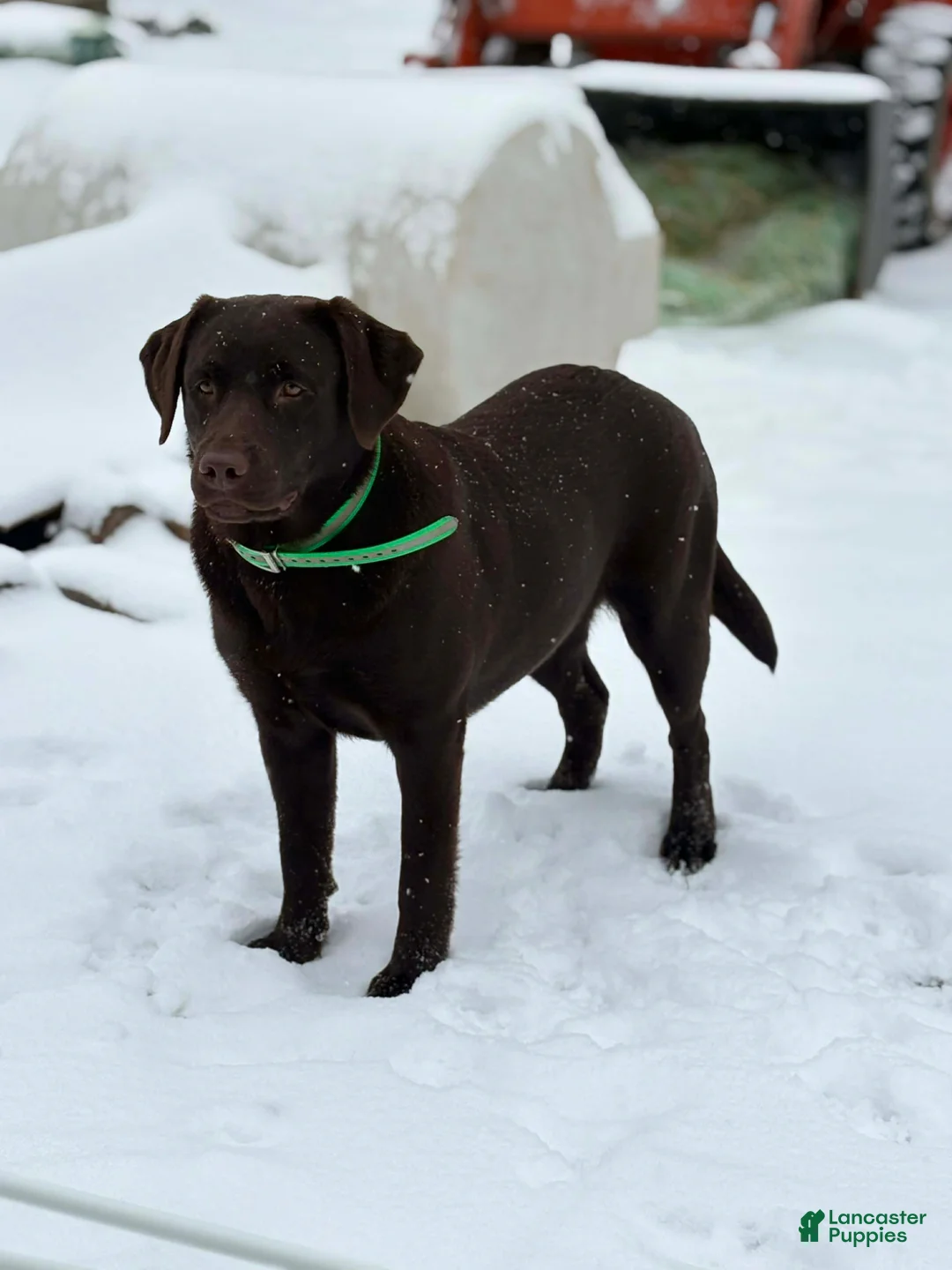 Labrador Retriever dogs for sale: Labrador Retriever Puppy 3 - Ad 5