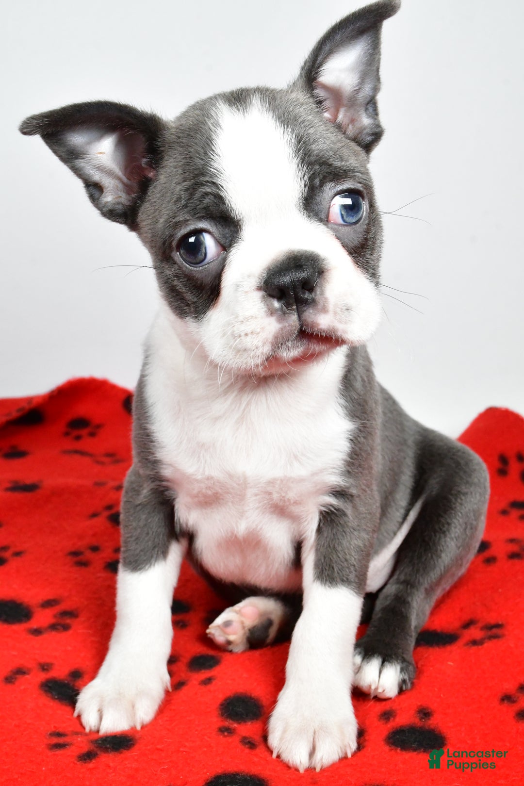 Boston Terrier dogs for sale: Trisha  - Ad 4