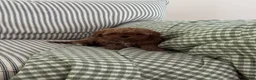 Cavapoo dogs for sale: Tiny toy pumpkin - Ad 3
