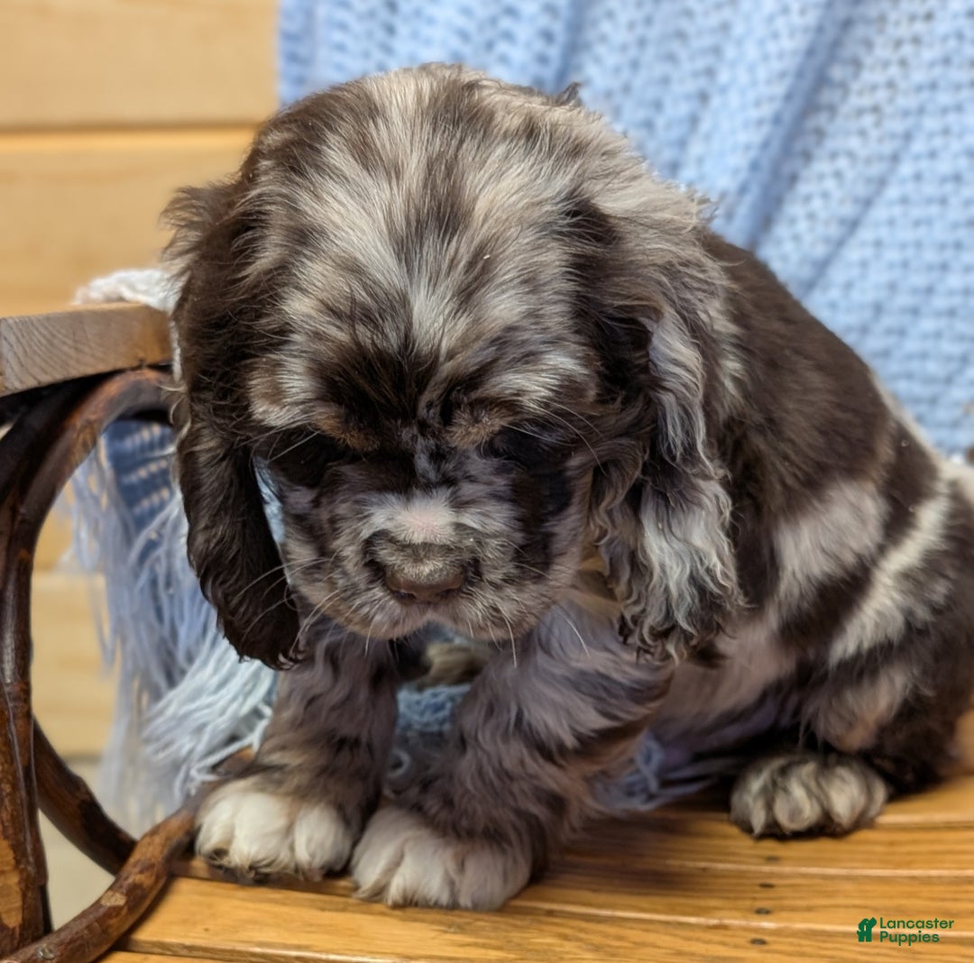 Cocker Spaniel dogs for sale: Wolf - Ad 4