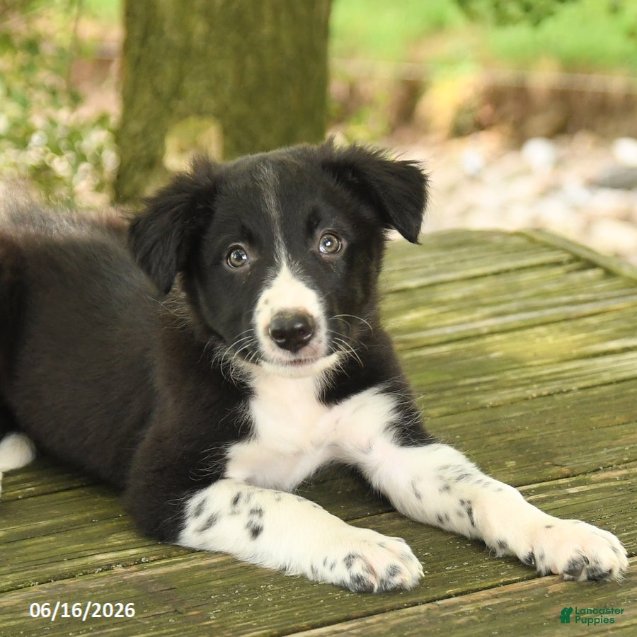 Border Collie dogs Forrest - Ad 2