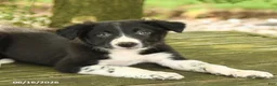 Border Collie dogs for sale: Forrest - Ad 2