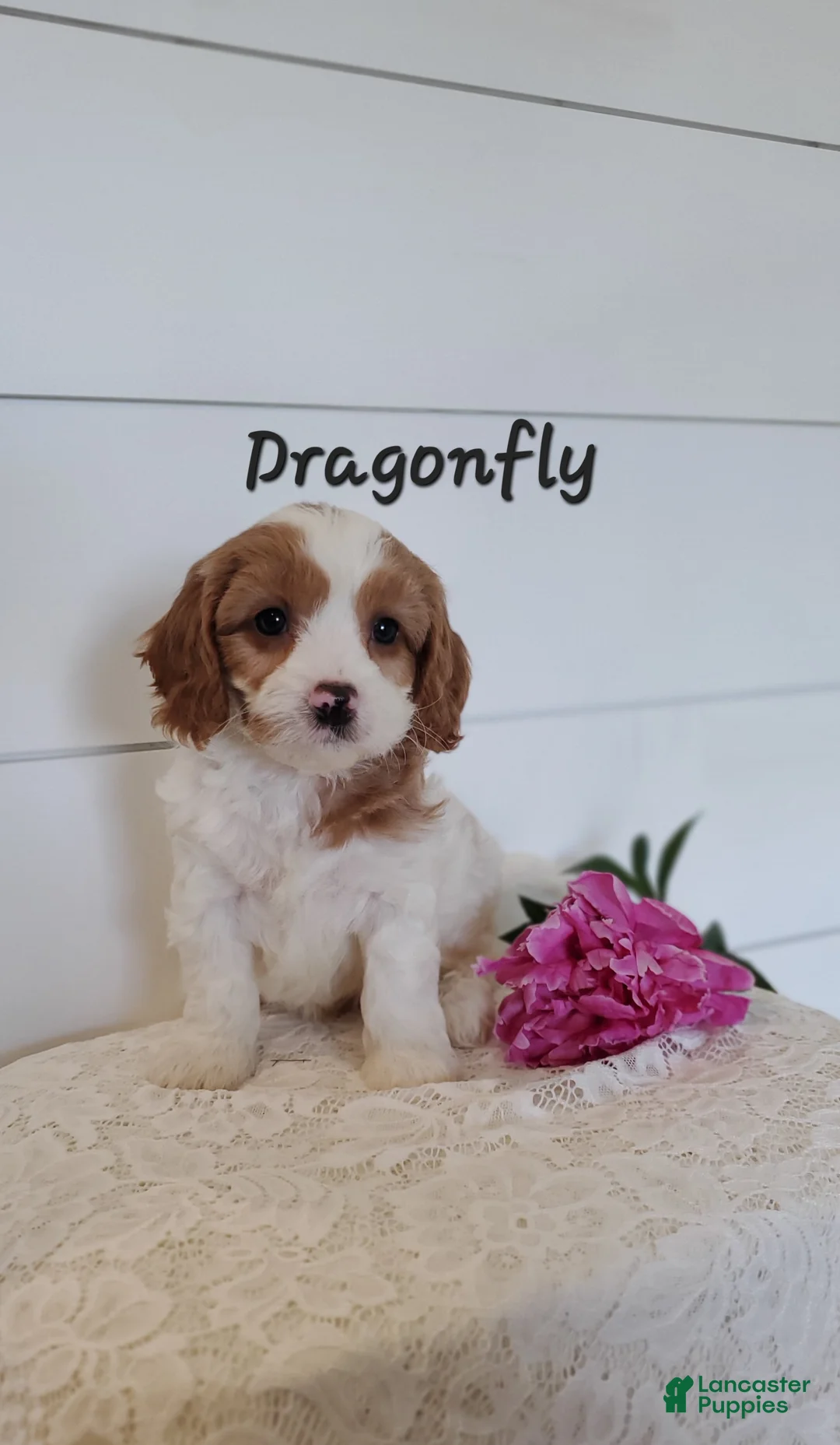 Cavapoo dogs for sale: Dragonfly  - Ad 1