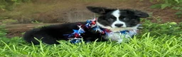 Welsh Corgi Cardigan dogs for sale: Ace FLUFFY - Ad 3