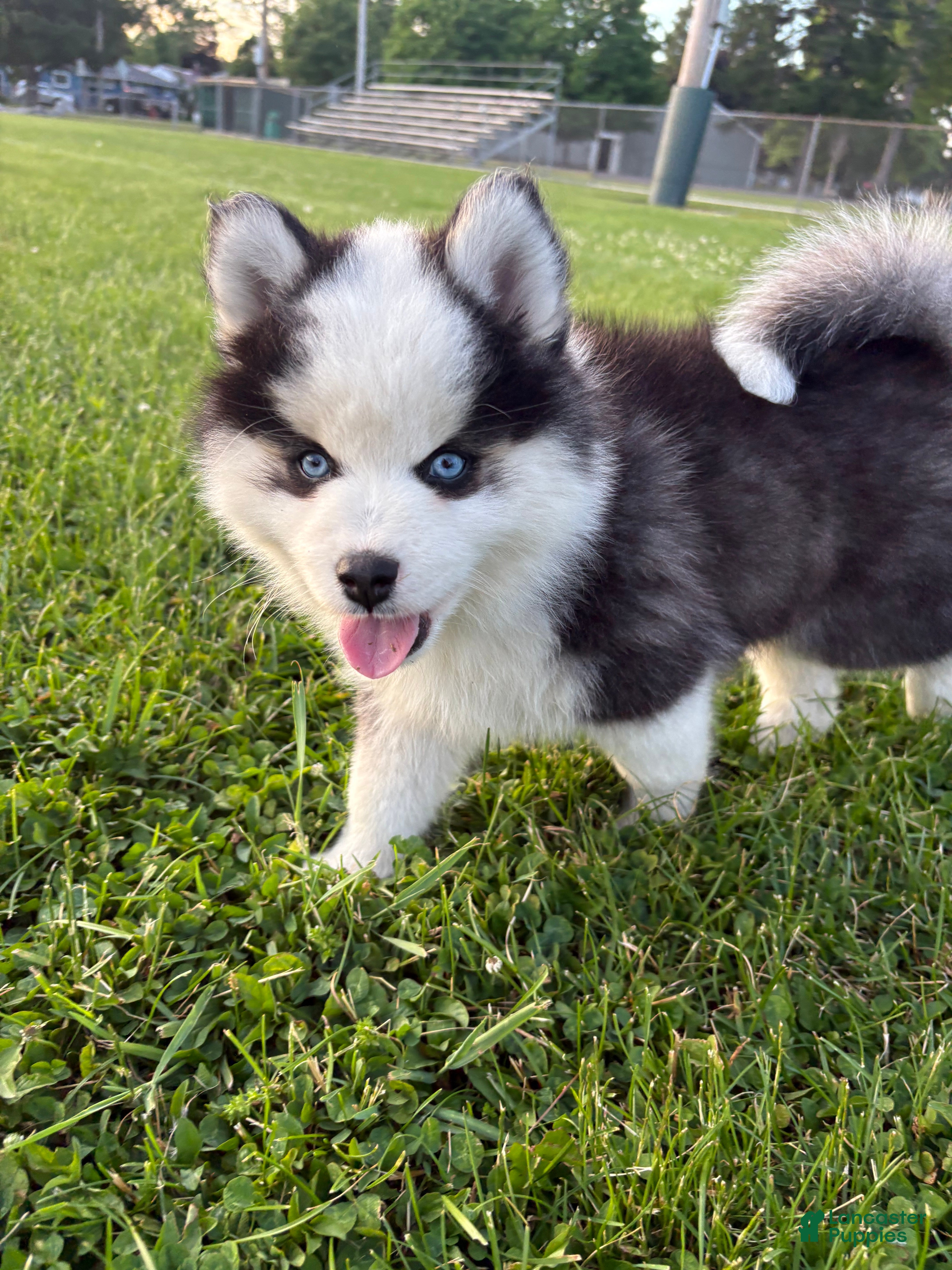 Pomsky dogs Pomsky 2 - Ad 1