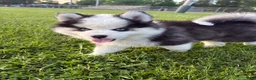 Pomsky dogs for sale: Pomsky 2 - Ad 1